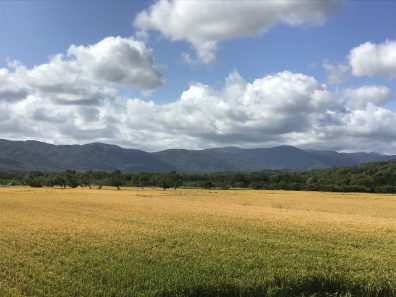 秋の後志・黄金色の海編