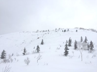 クリスマスツリーの山