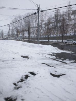 本州は桜吹雪、後志は吹雪