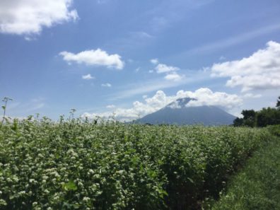 夏の後志・おいしい花編