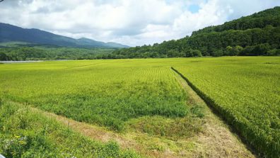 夏の後志・黄金色の季節へ…編