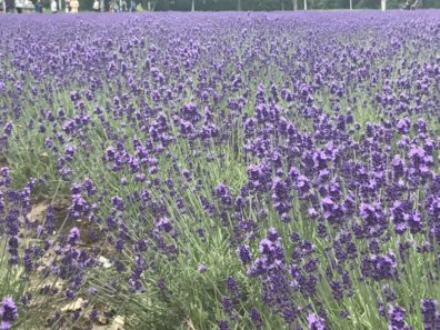 「富良野」、「美瑛」に行ってきました。