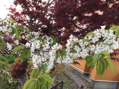 我が家のさくらんぼの花