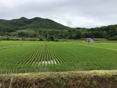 初夏の後志・元気に生育中！編