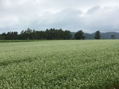 真夏の後志・誰でもできる！？そばの美味しい食べ方編