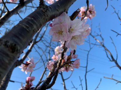 ゴールデンウィークは桜と共に