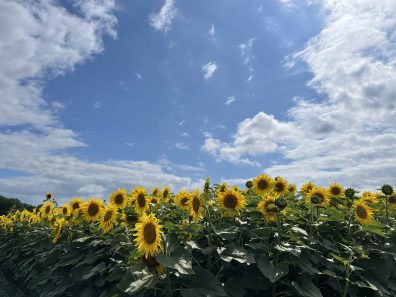 花川店８月のお盆休みのお知らせ！