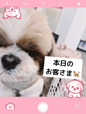 デリ丸。のお友達？！かわいいお客さま、ご来店🐕