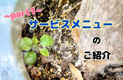 葉っぱちゃん 成長記録🌱