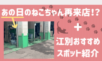 あの日のねこちゃん再来店🐈