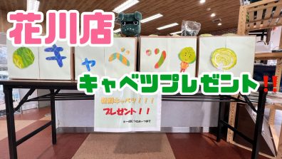 花川店キャベツあります❗❗❗