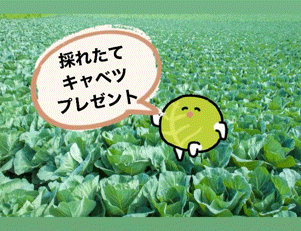 【西店】キャベツきたあああ🔥