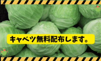 キャベツもらってください🐛【7月27日・28日】