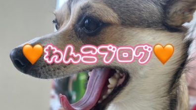 苫小牧店【昨日のわんこ🐶🧡】