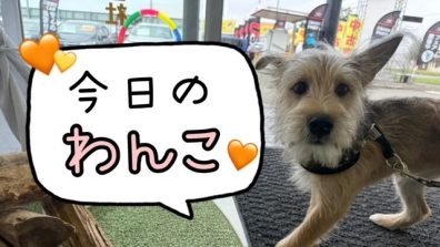 苫小牧店【今日のわんこ🧡】