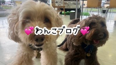 苫小牧店【先日のわんこ🤎】