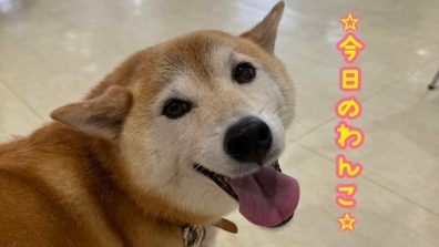 苫小牧店【今日のわんこ🤎】