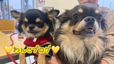 苫小牧店【わんこぶろぐ🤎】